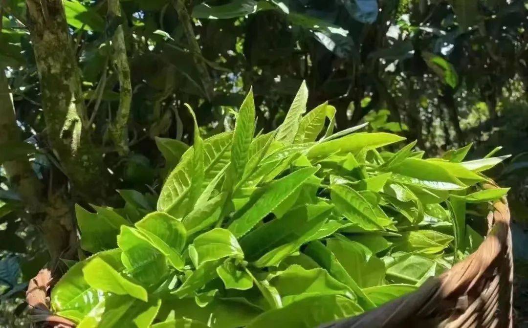 来喝临沧茶|临沧市各地春茶陆续上市_茶园_茶叶_开采