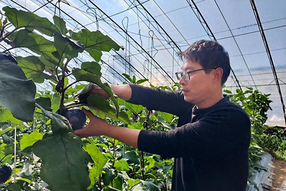 长子县西郭村大棚经济助力乡村振兴棚勃发展