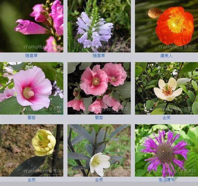 300种·超全花卉图鉴,附带花名