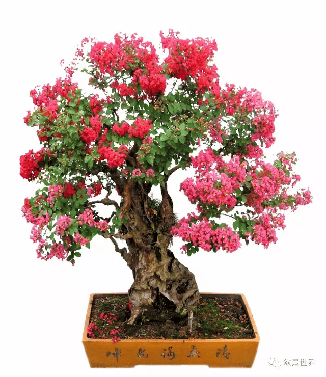 紫薇花正浓_cm_作品_盆景
