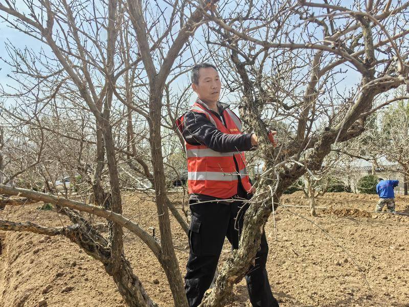 果树修剪大比武助推果业大提升