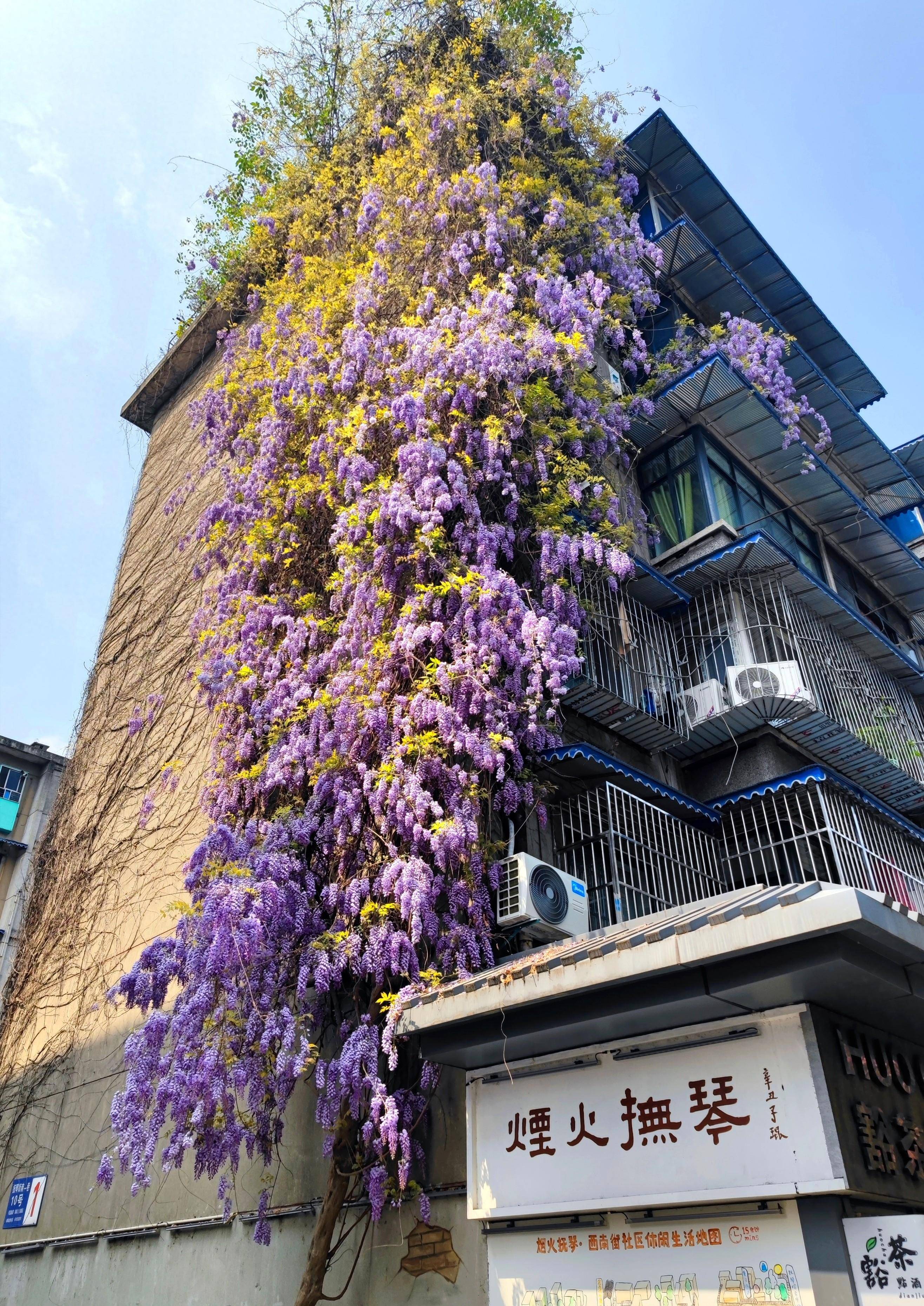 来到抚琴街南一巷10号院外时,附近街道已经聚集了不少前来拍照的市民