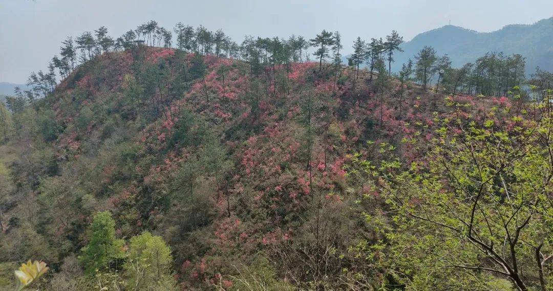 麻城五脑山杜鹃花图片