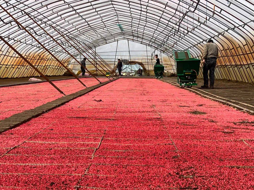 江川农场第四管理区适时开展水稻播种工作