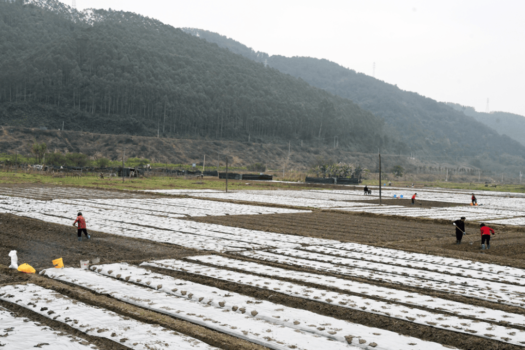 锚定发展目标!怀集蓝钟镇高水平高标准推进典型镇建设_整治_项目_环境