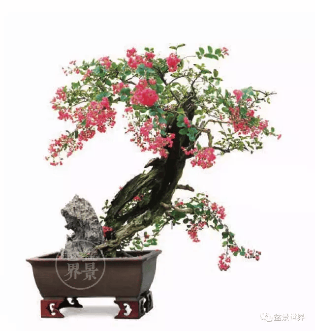 紫薇花正浓_cm_作品_盆景