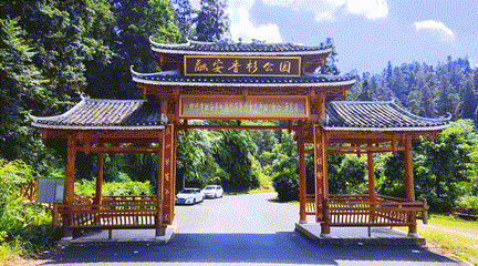 桂有优品融安香杉江水沃野杉林秀木