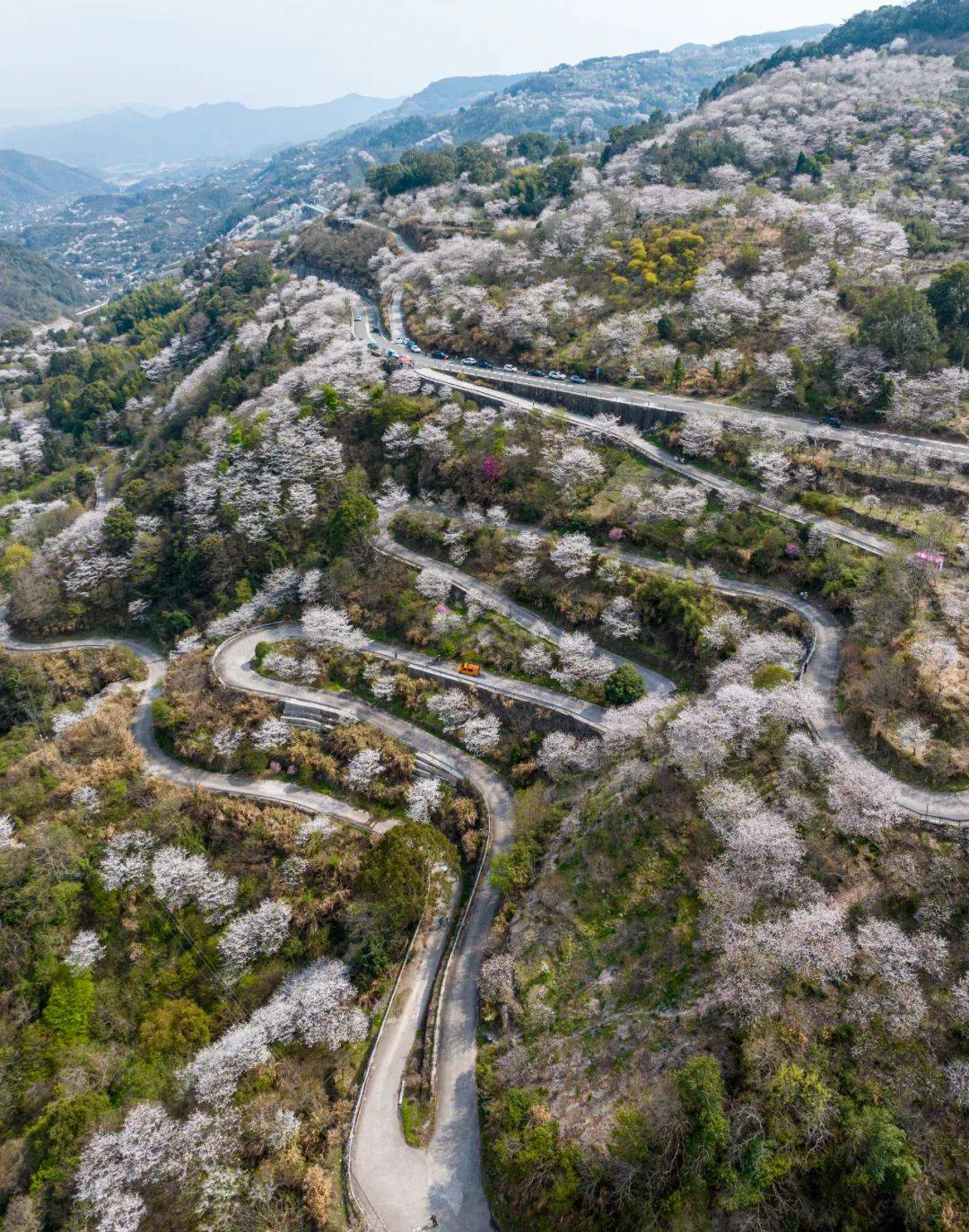 宁波这10处赏樱胜地,收藏好!