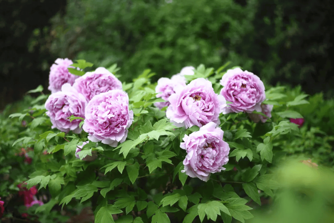 牡丹花已开