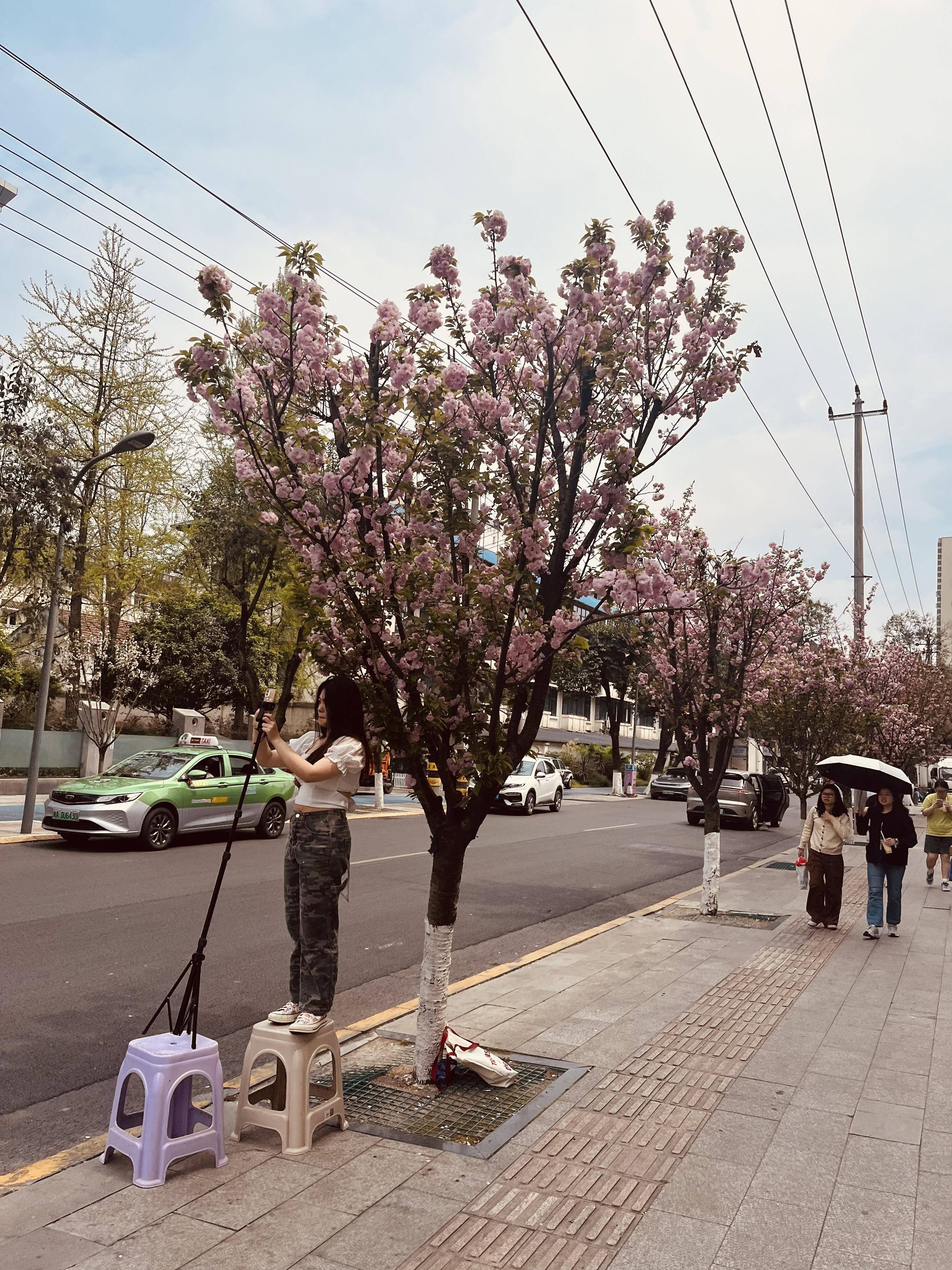 成都赏樱花图片