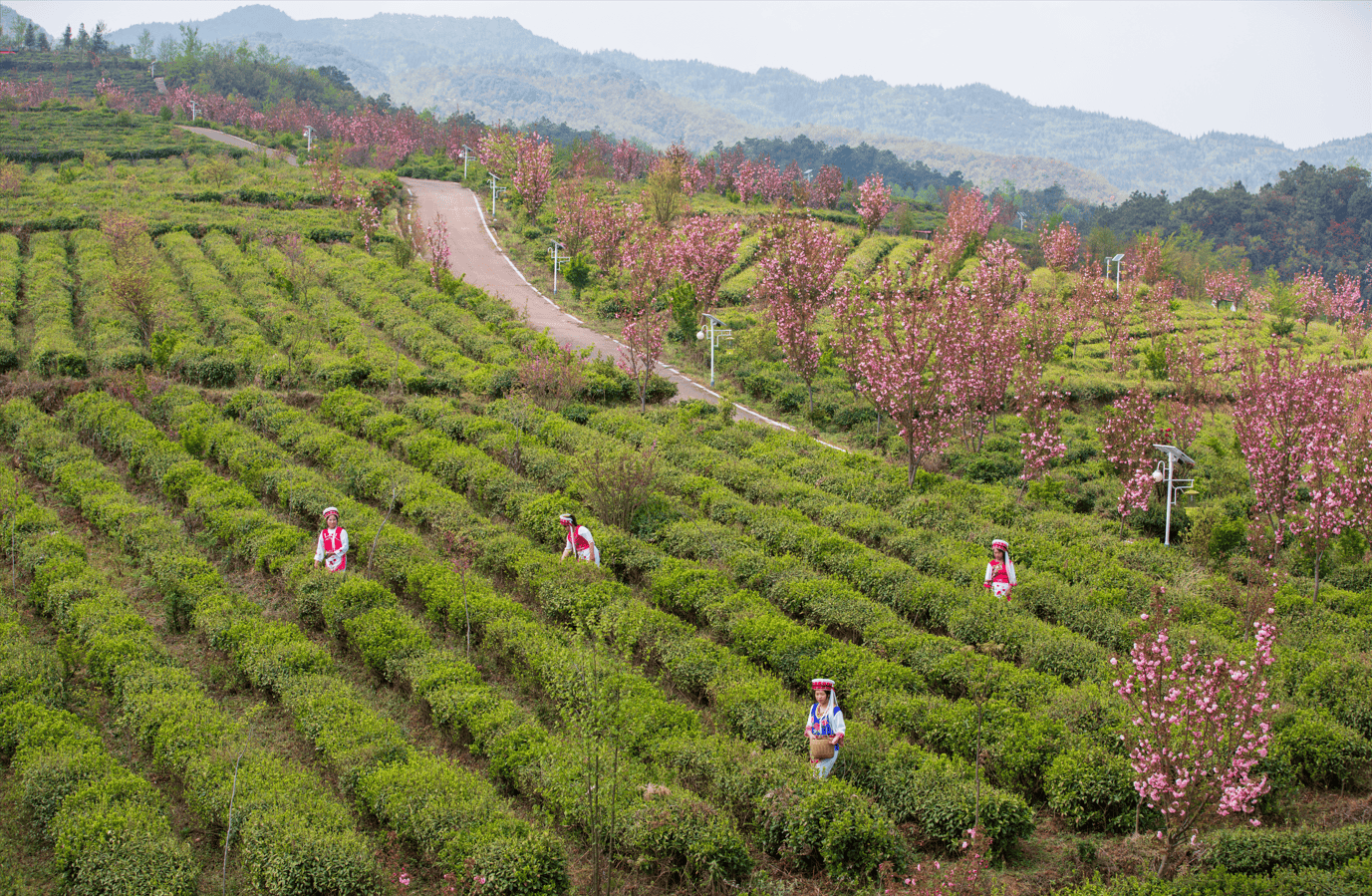 贵州水城宜人春色引客来