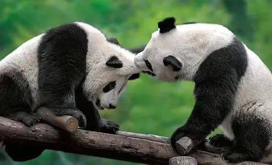 了不用到国家动物博物馆不用去北京积累的"双宝"文化艺术成果多年研究