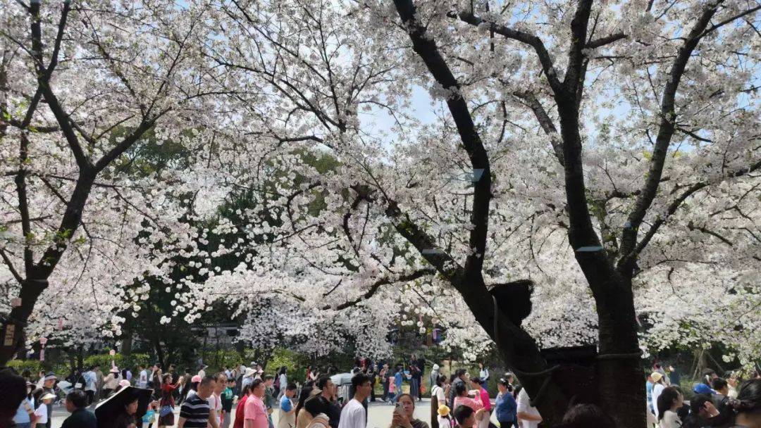 两天,涌入18万人……_赏樱_太湖_游客