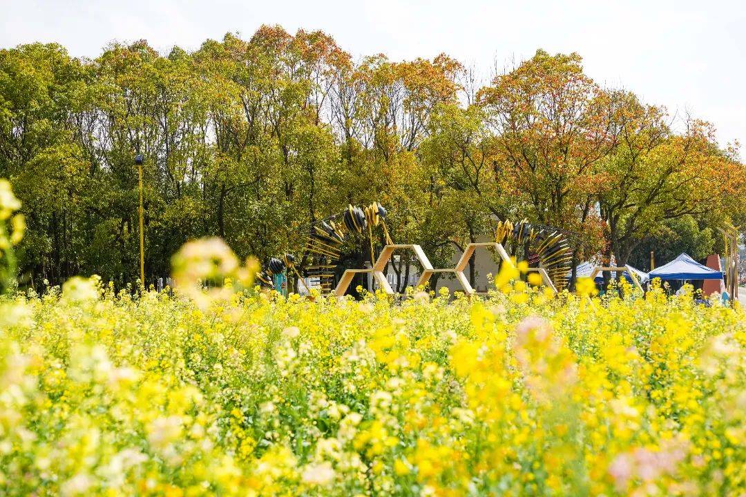 永旺村花海简介图片