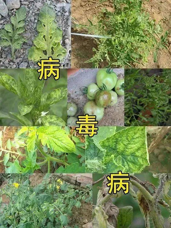 植物病害四要素图片