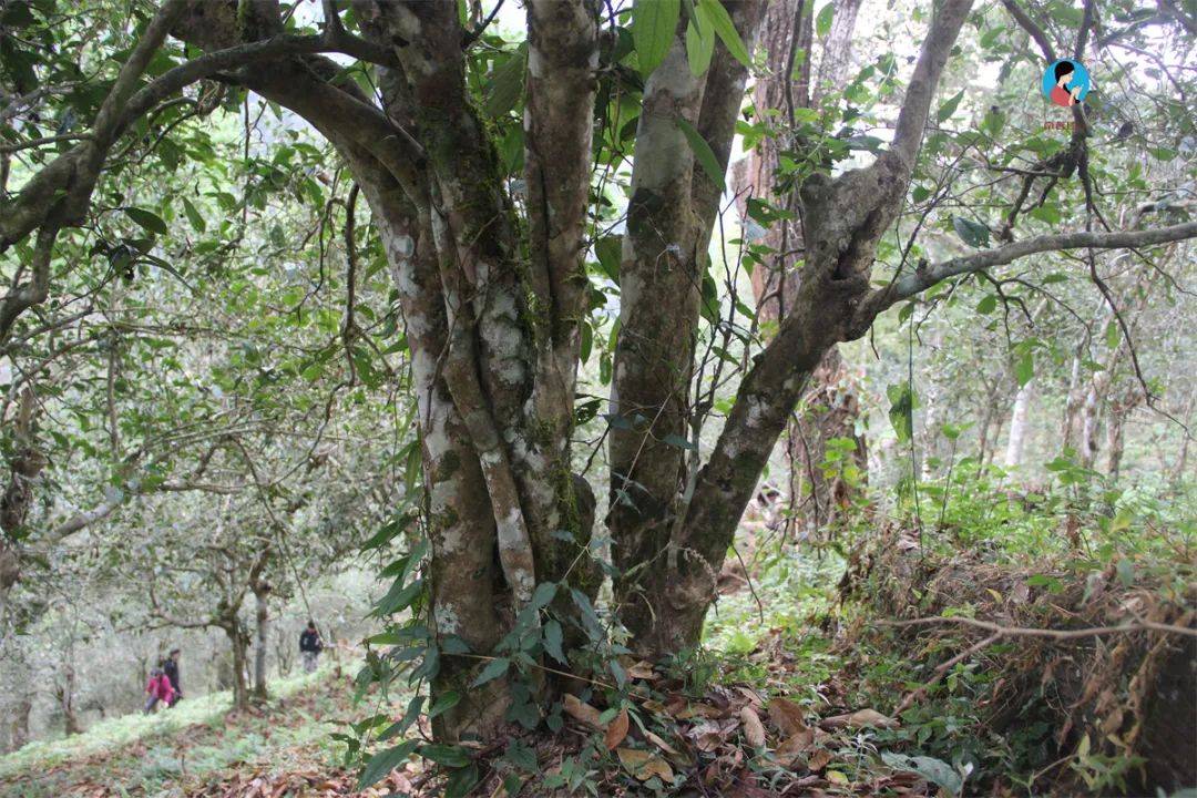 越来越受茶友青睐的白茶真的值得收藏吗