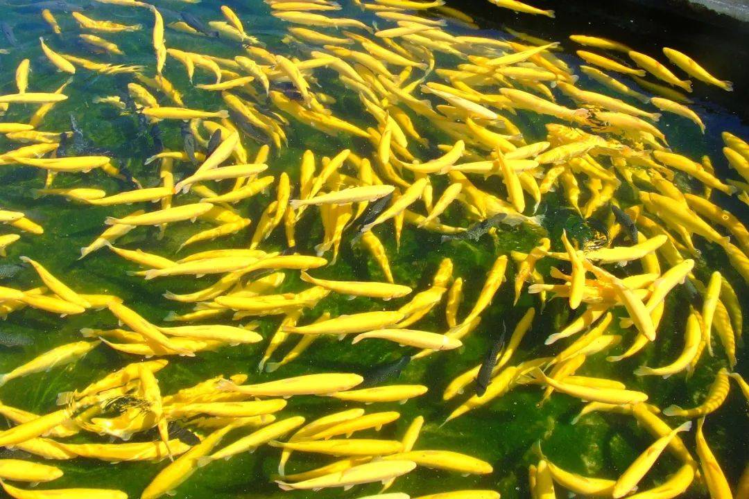 "冷水鱼宝宝"成长中!走,去看看