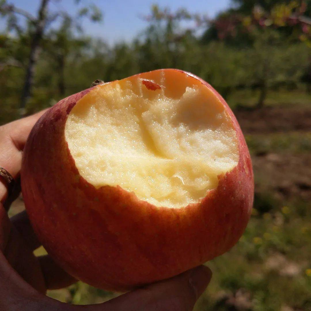 惹得百万人流口水鲜嫩多汁香甜脆爽冰糖心苹果的甜蜜暴击来了