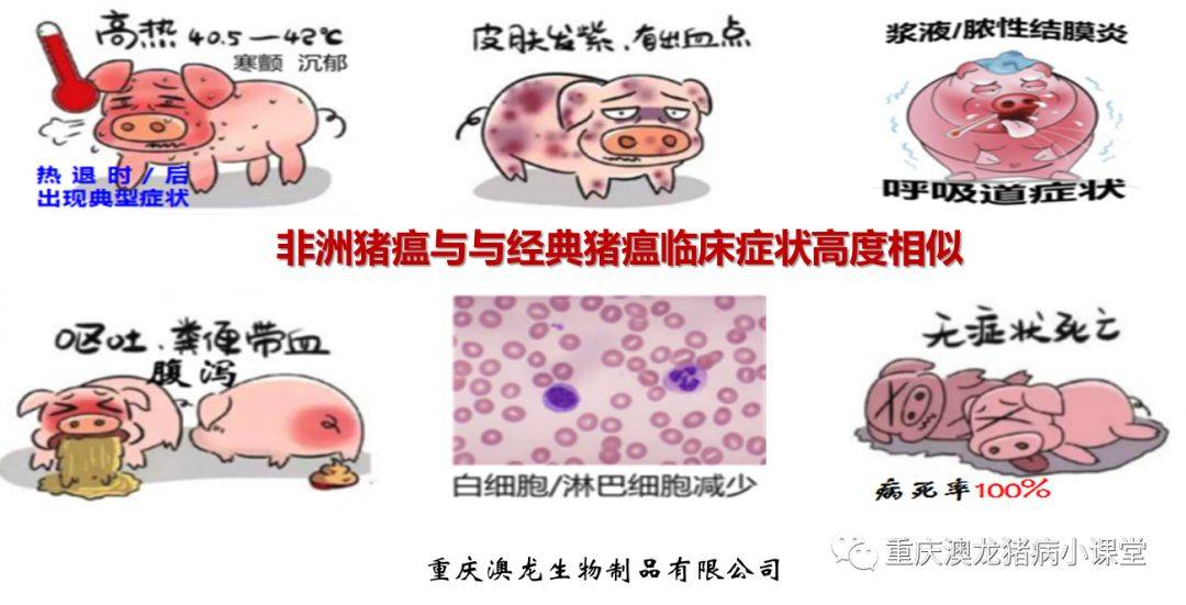 猪瘟治愈的最快方法图片