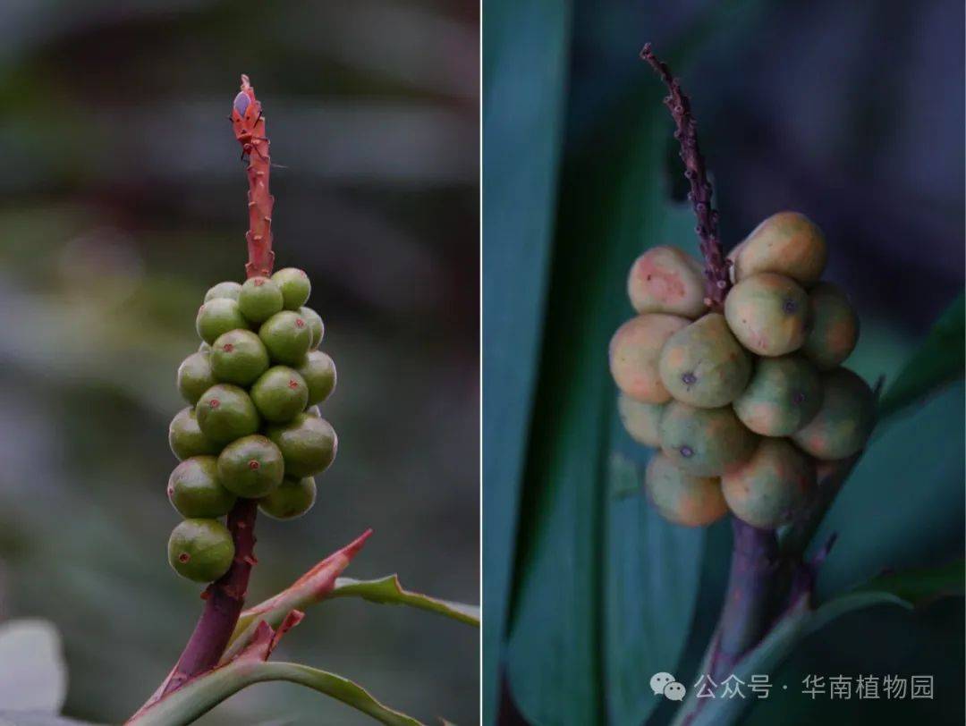 探秘能益智的益智