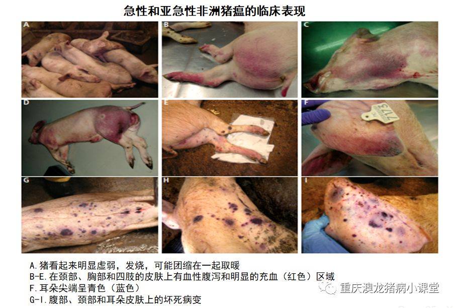 不是所有的病都叫非洲猪瘟