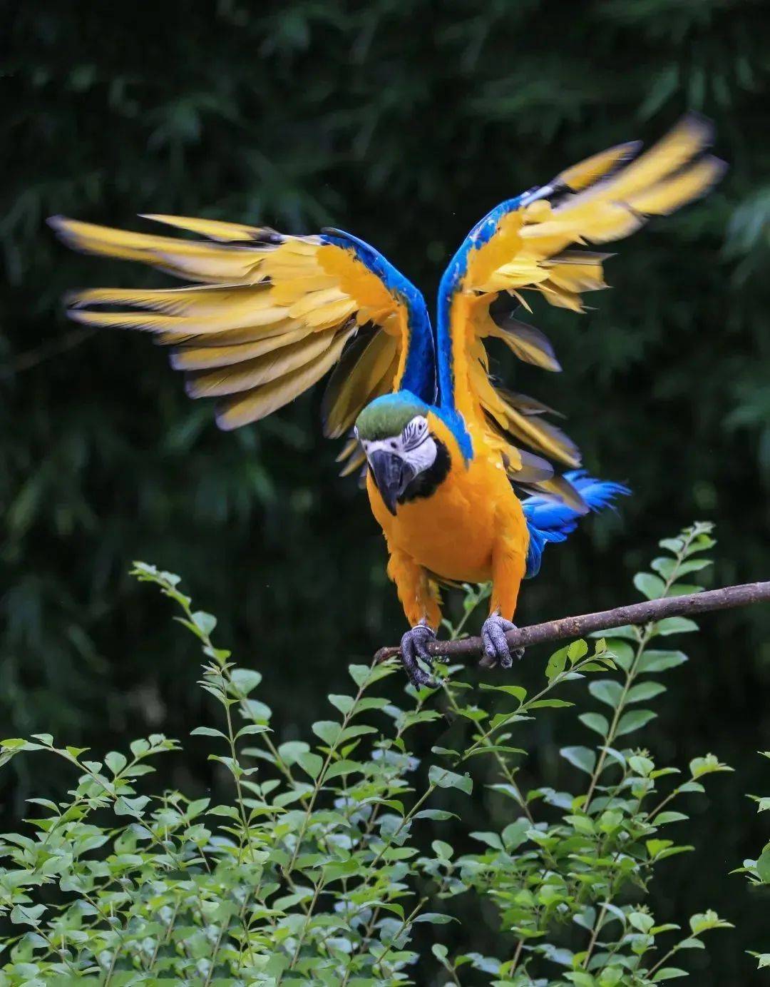 也是体型最大的鹦鹉是色彩最漂亮艳丽的鹦鹉金刚鹦鹉形成尾屏,非常