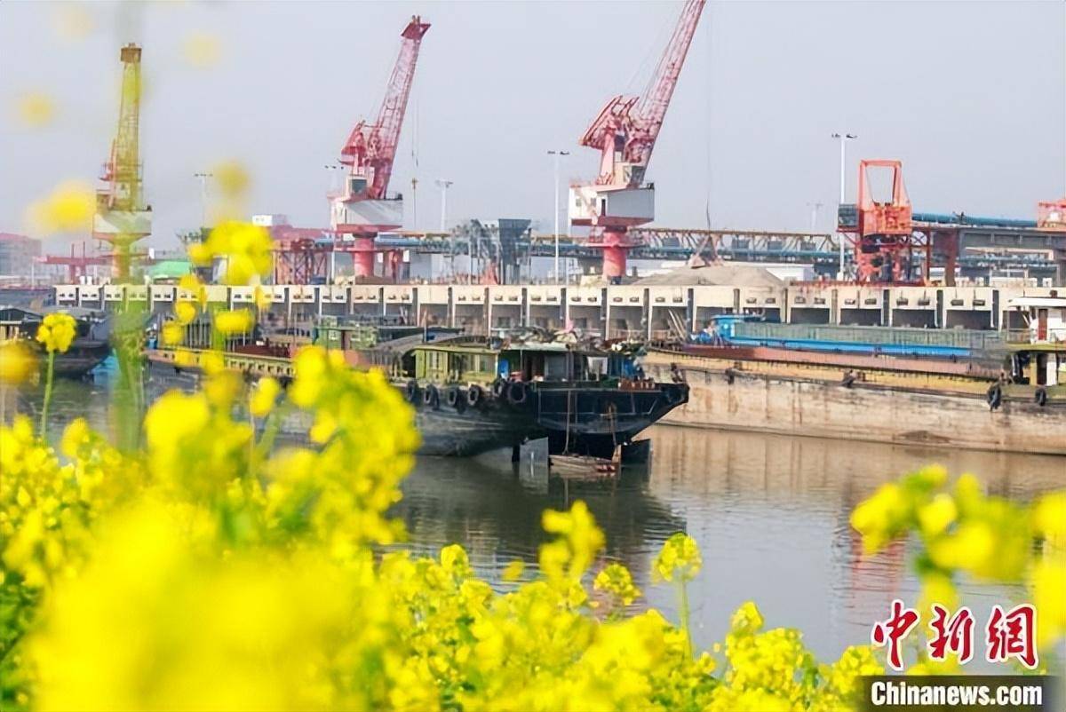 漯河:油菜花装扮出金色港口