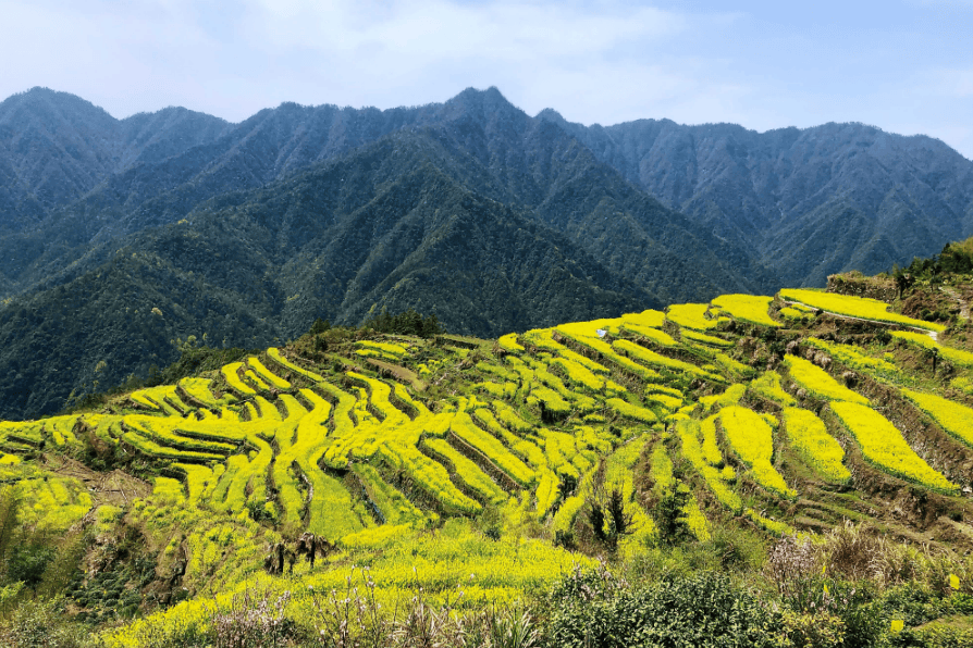 四月还能赏花不当然休宁的高山梯田油菜花海正等您来春游江淮