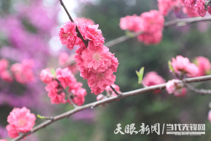 花海春色绥阳县天香贵州牡丹园开园迎客