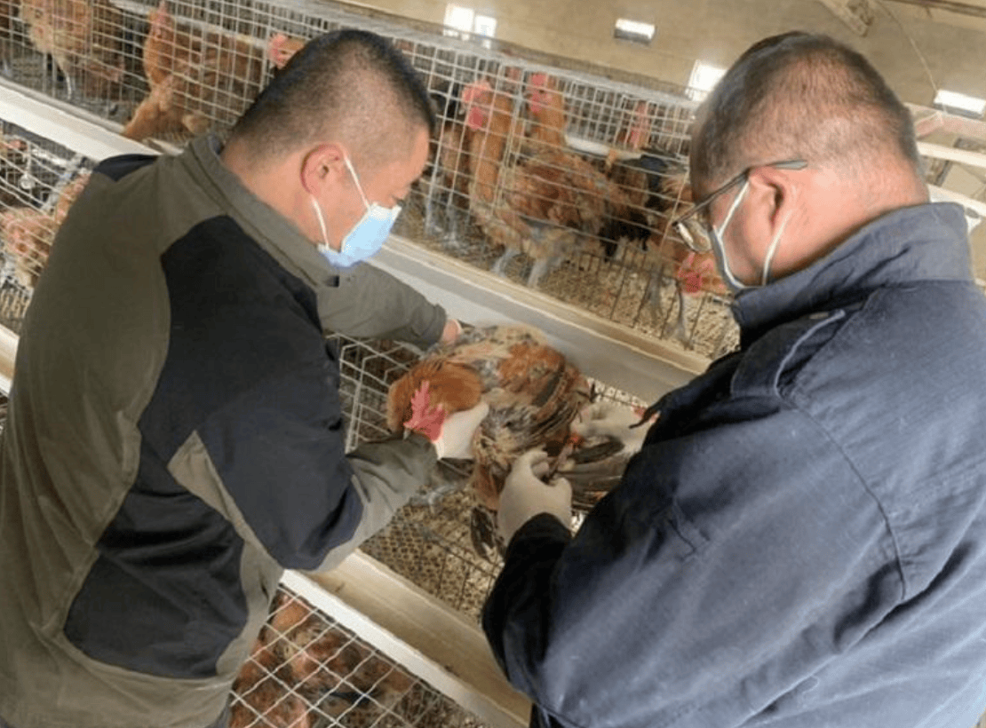 此次检测采血工作严格按照工作流程,严格消毒,一畜一针,防止疫病互相