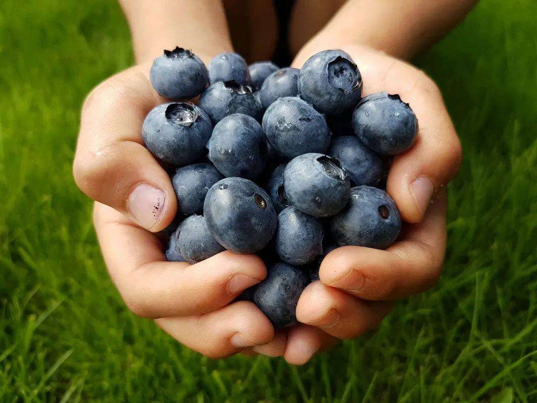 与此同时,位于石林县的万家欢蓝莓庄园已经开始预售蓝莓,该庄园的蓝莓