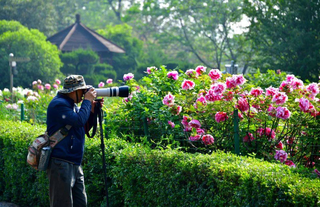 第41届中国洛阳牡丹文化节活动来了