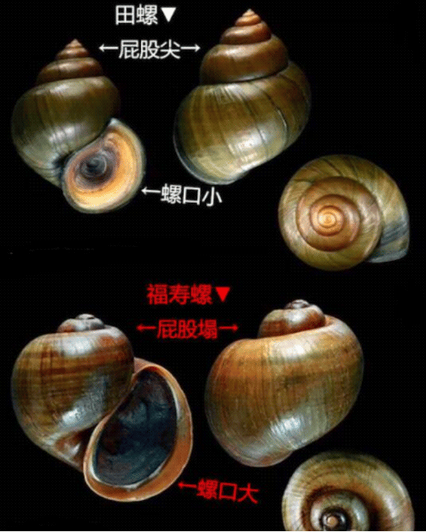 嘉陵江湿地公园出现大量福寿螺 30只"打工鸭"上岗日夜巡逻