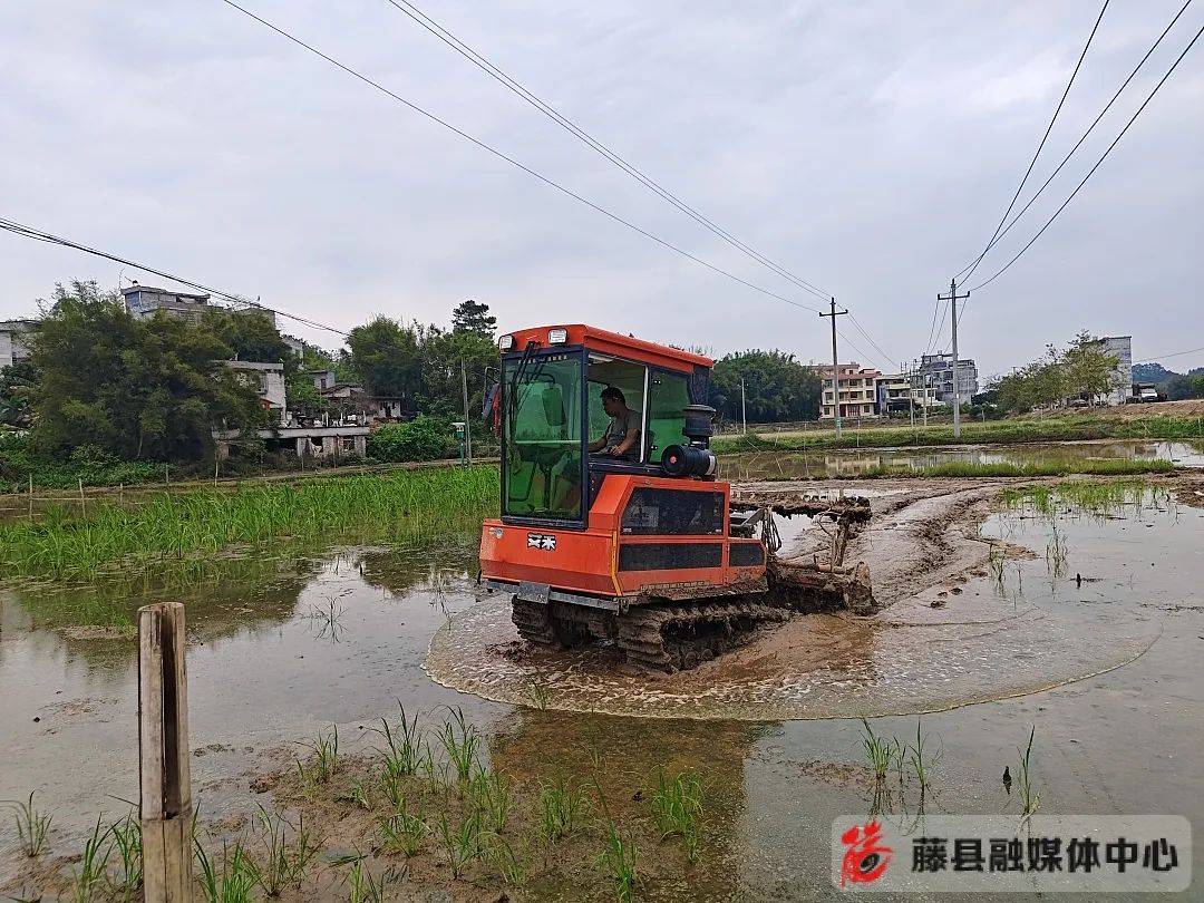 太平镇有插秧机真的好用藤县1万多台农机助力水稻种植