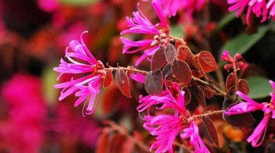 晚潮清明花老师往事