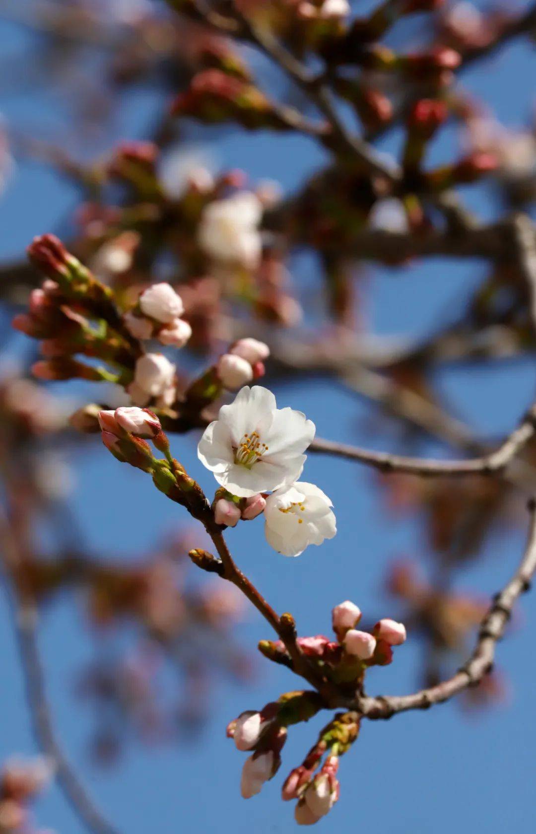 春日限定樱花盛开