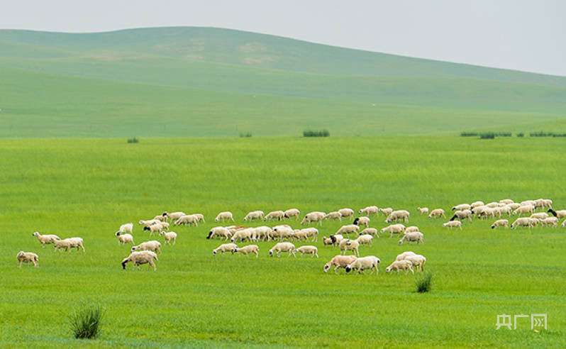 内蒙古97亿亩草原春季休牧