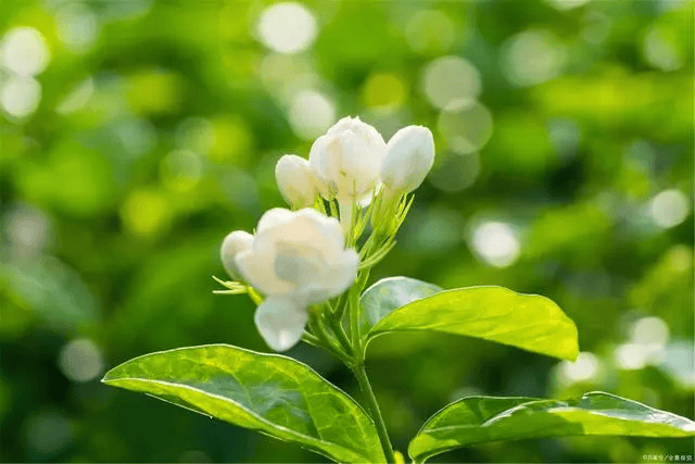 茉莉花长什么样背景图片