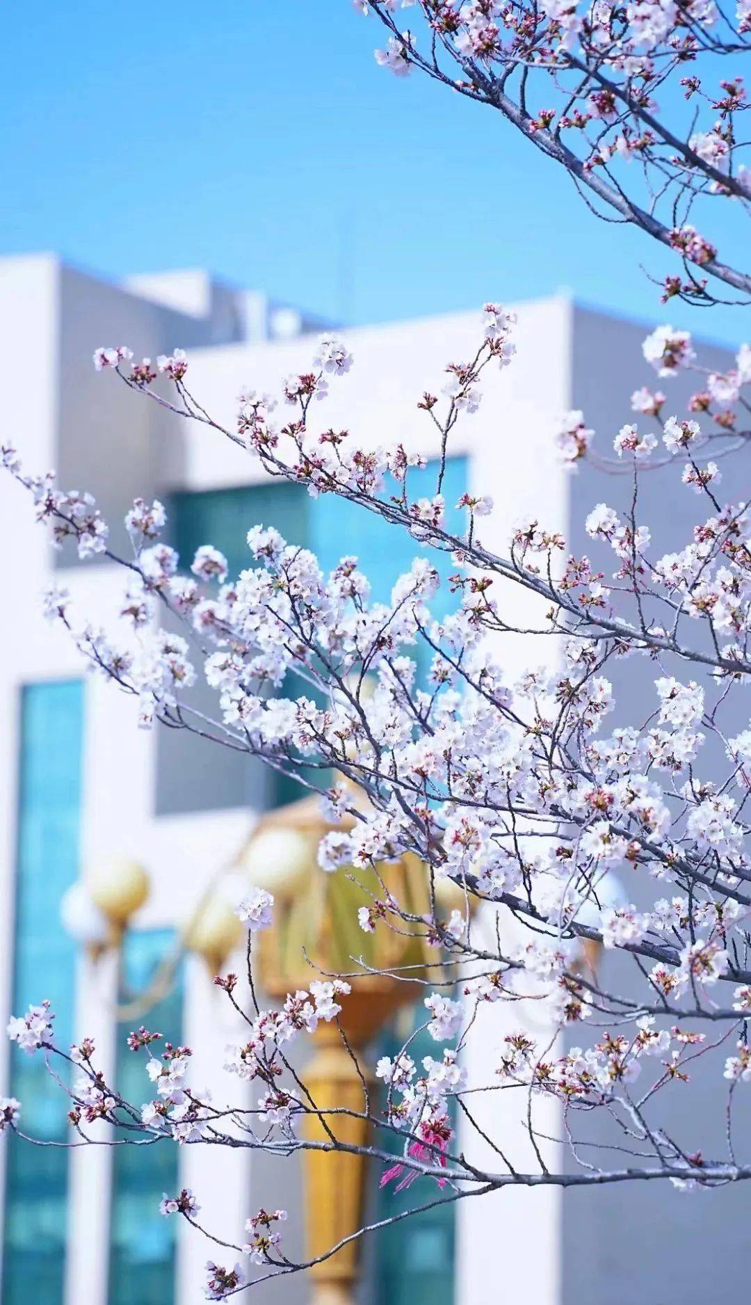 春日限定樱花盛开