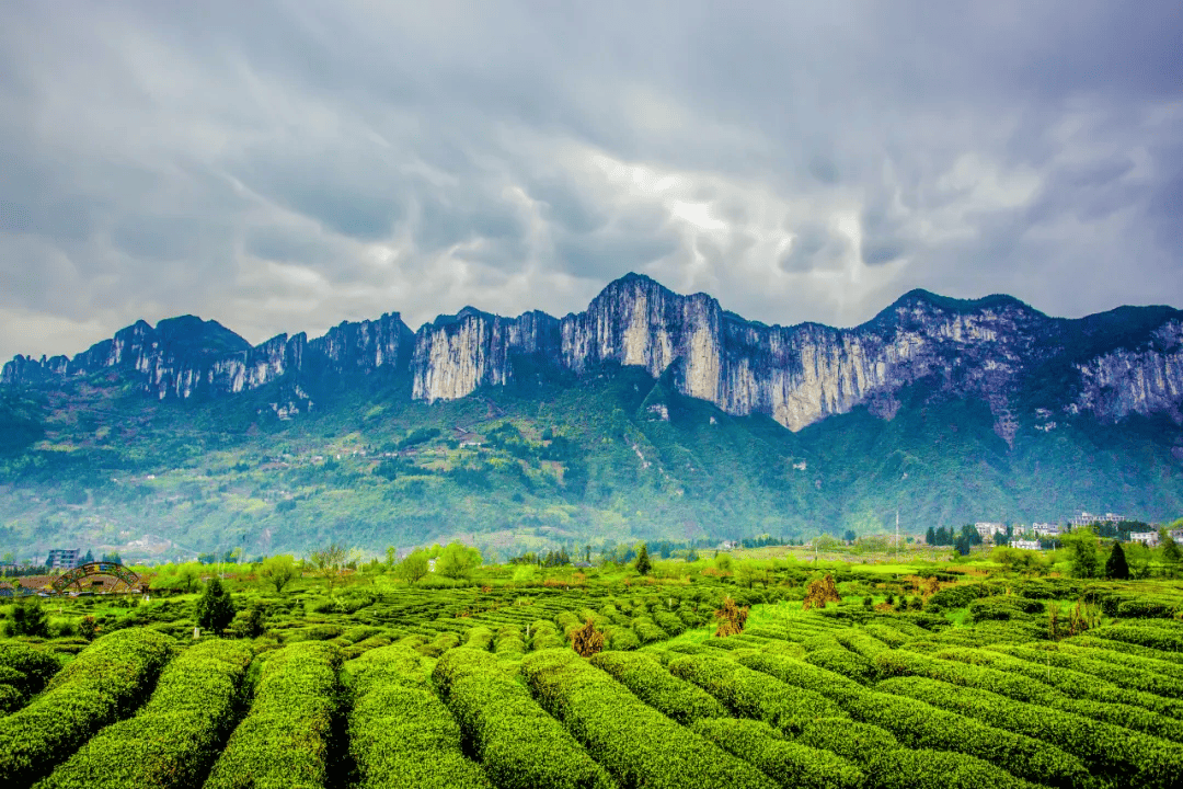春日湖北:茶山新绿,影像留芳_恩施_张洪刚_茶园