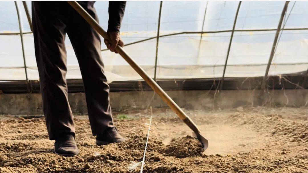 这里的红薯苗装上了科技芯