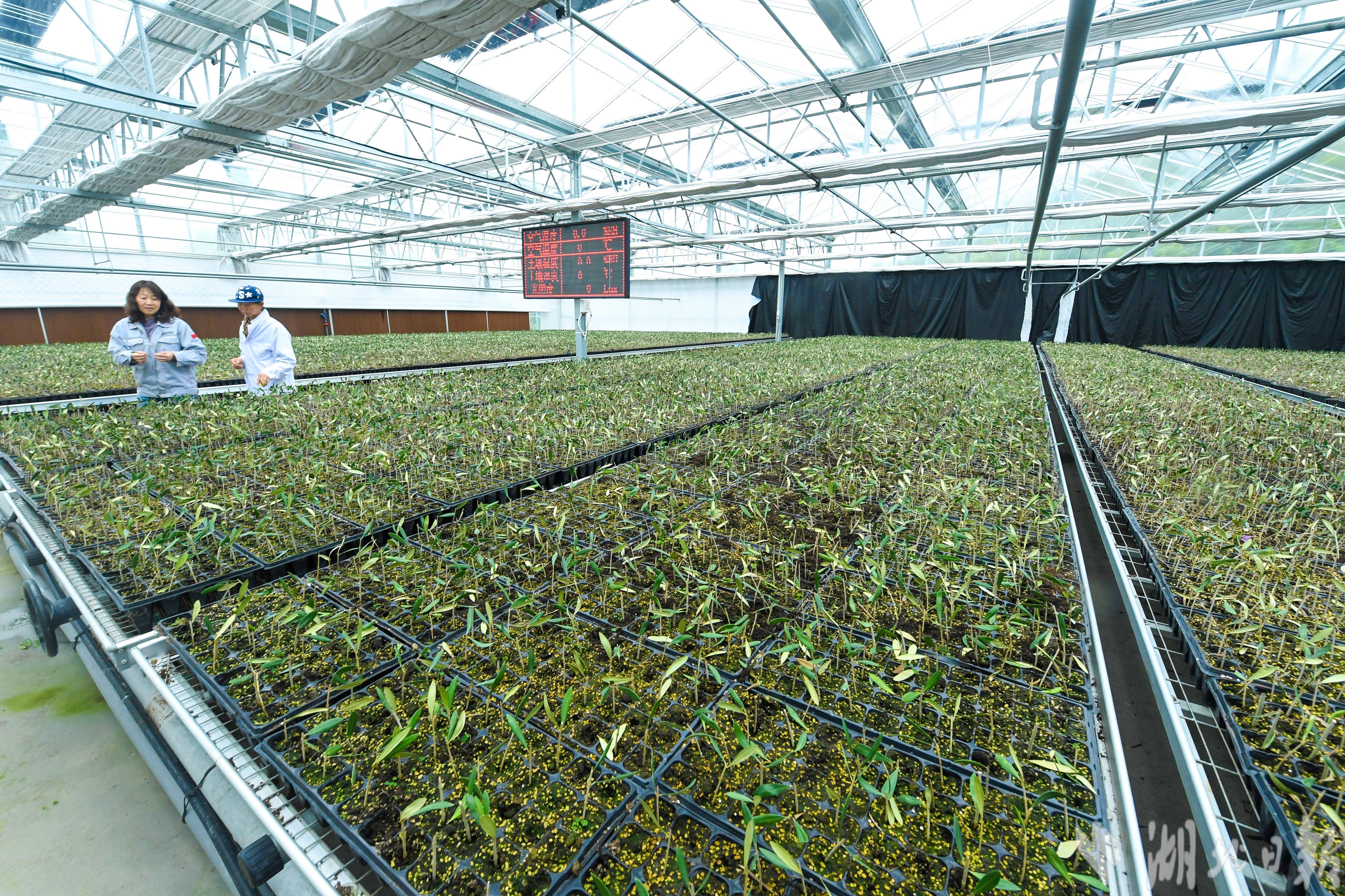 培育"湖北精品"_中心_油橄榄_良种