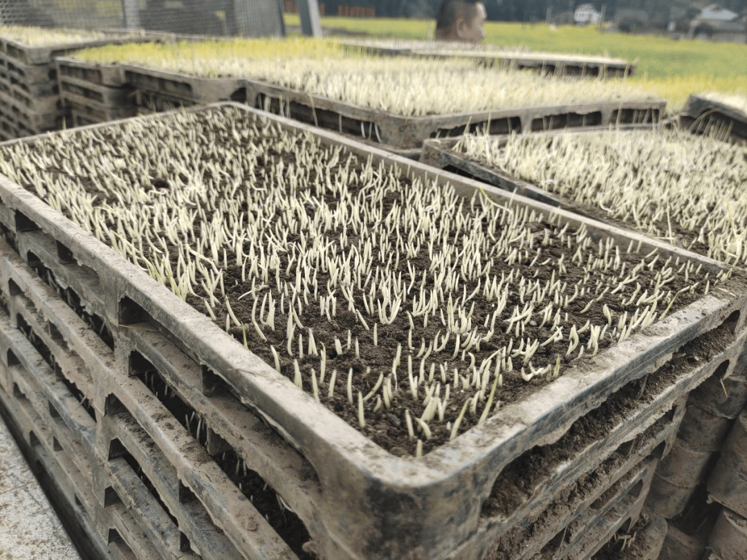 经过集中暗化催芽处理的水稻种子,具有萌发速度快,成苗率高等优点.