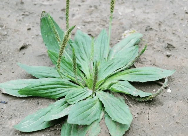 车前草(车轱辘菜)功效:主小便不利,尿道炎,淋浊带下,水肿胀满,暑湿