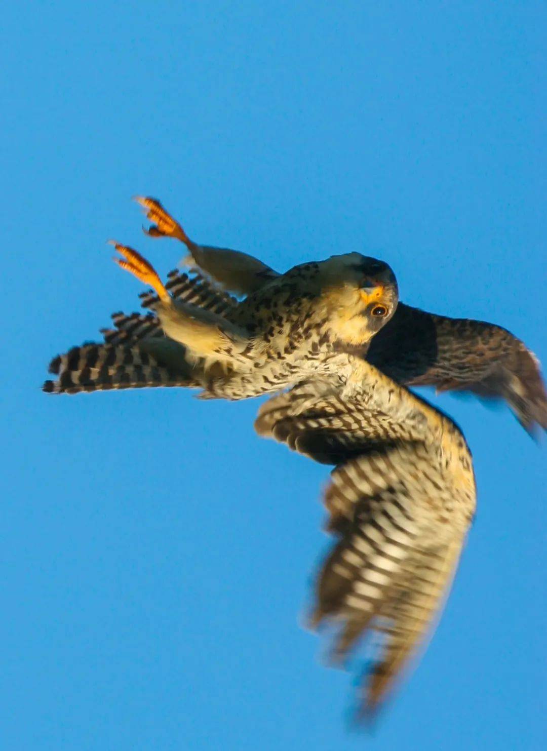 大片儿丨魅力盘锦鸟类图片展阿穆尔隼