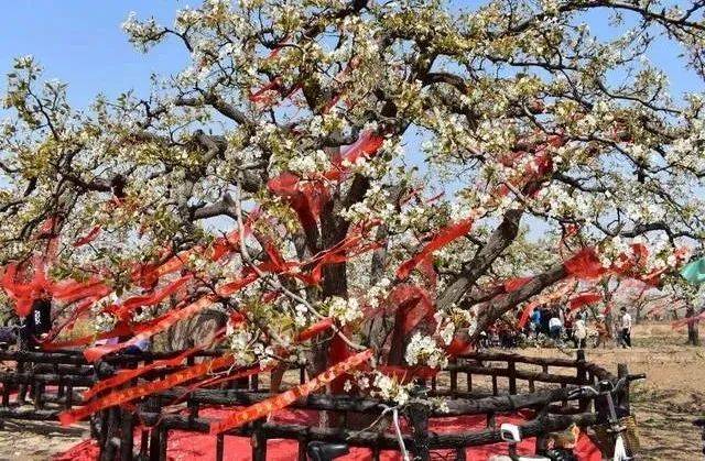 春游万里 醉美梨花 2024万里镇梨花节即将开启