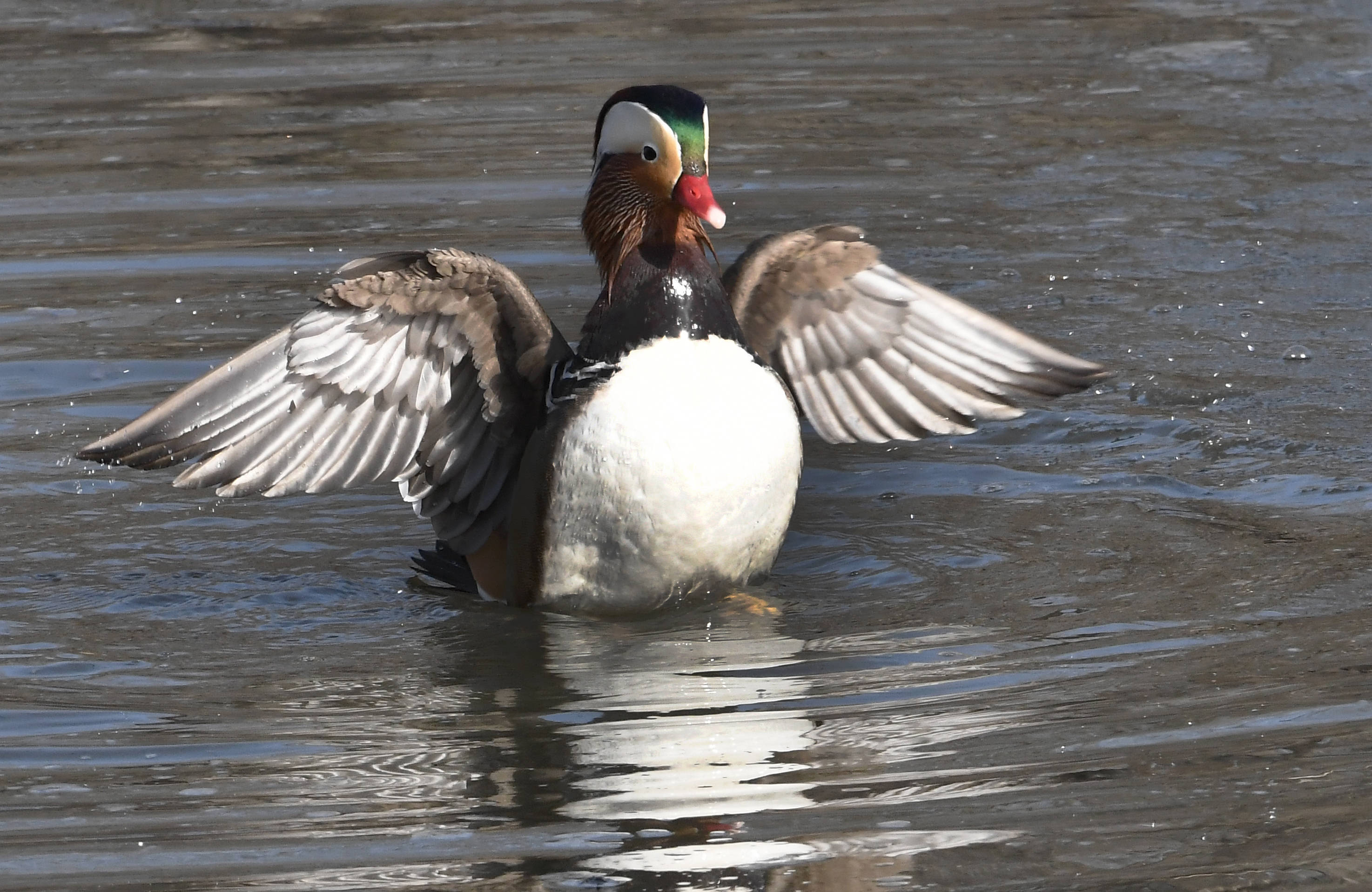 符拉迪沃斯托克的鸳鸯