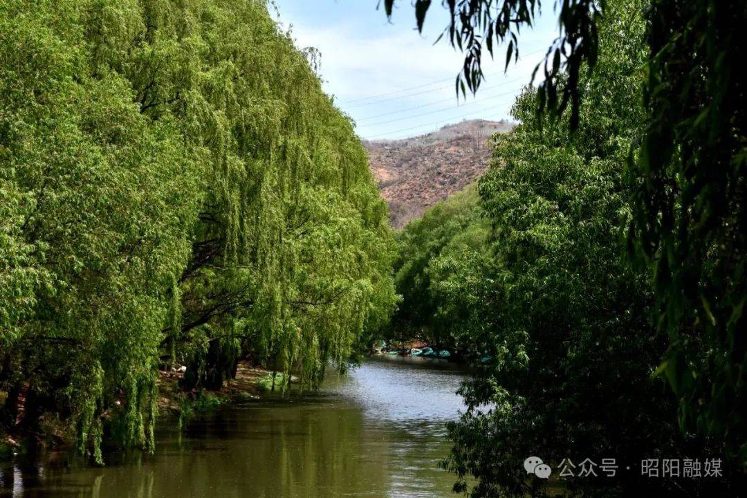 昭阳洒渔苹果花开蜂蝶绕柳绿水清春意闹