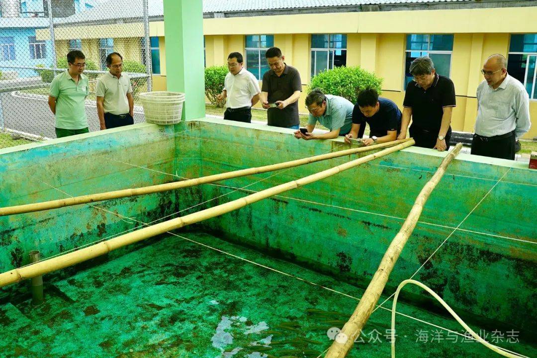 国内首次实现蓝圆鲹人工繁育广东现代化海洋牧场再添潜力新军