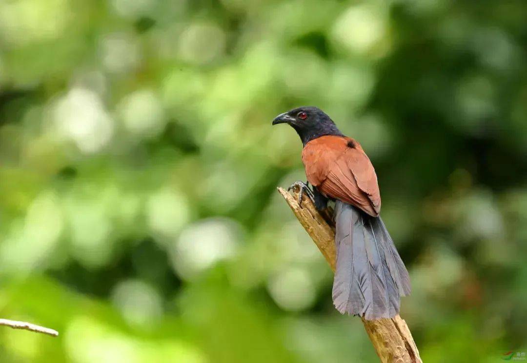 有人在南雄猎杀国家级保护动物还私藏进冰箱法院判了